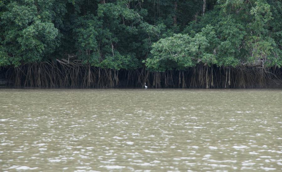 White heron stanging infront of mangrove prop roots.