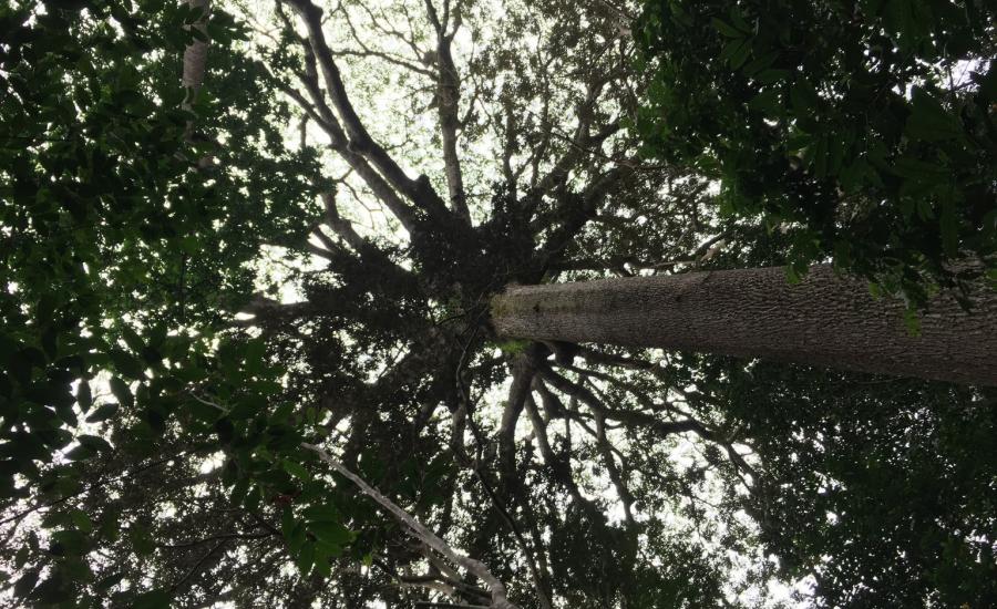 A giant Moabi tree crown over 30 meters in diameter at the Lopé National Park in central Gabon. The picture is taken by the AfriSAR rainforest team (Laura Duncanson/GSFC 618), who collects data on the ground to verify the observations made by the research aircrafts.